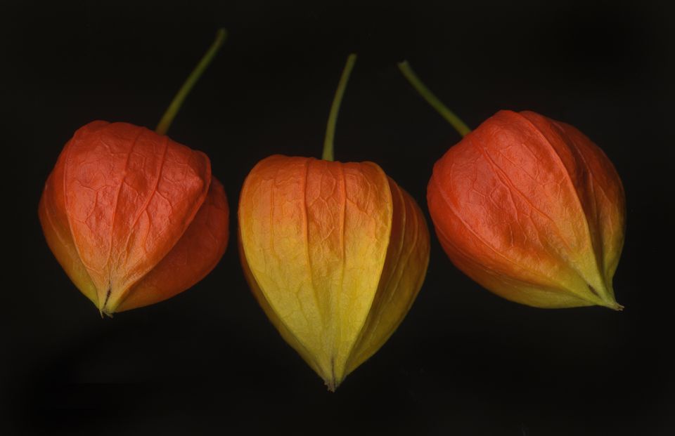 Chinese lantern pods big 5961769d5f9b583f180ca93e1