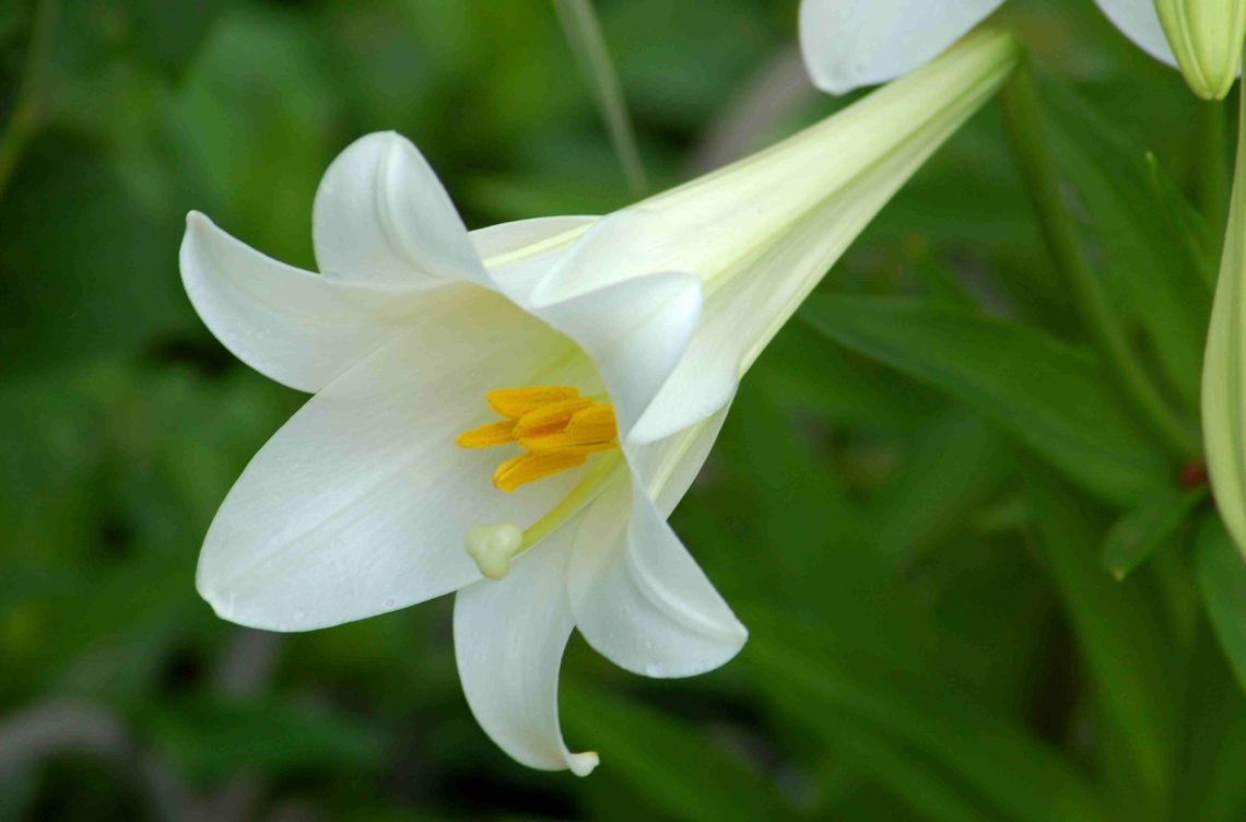 Easter lily bloom big 56a586f43df78cf77288b21c1