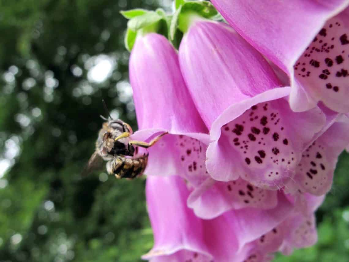 Foxglove 2