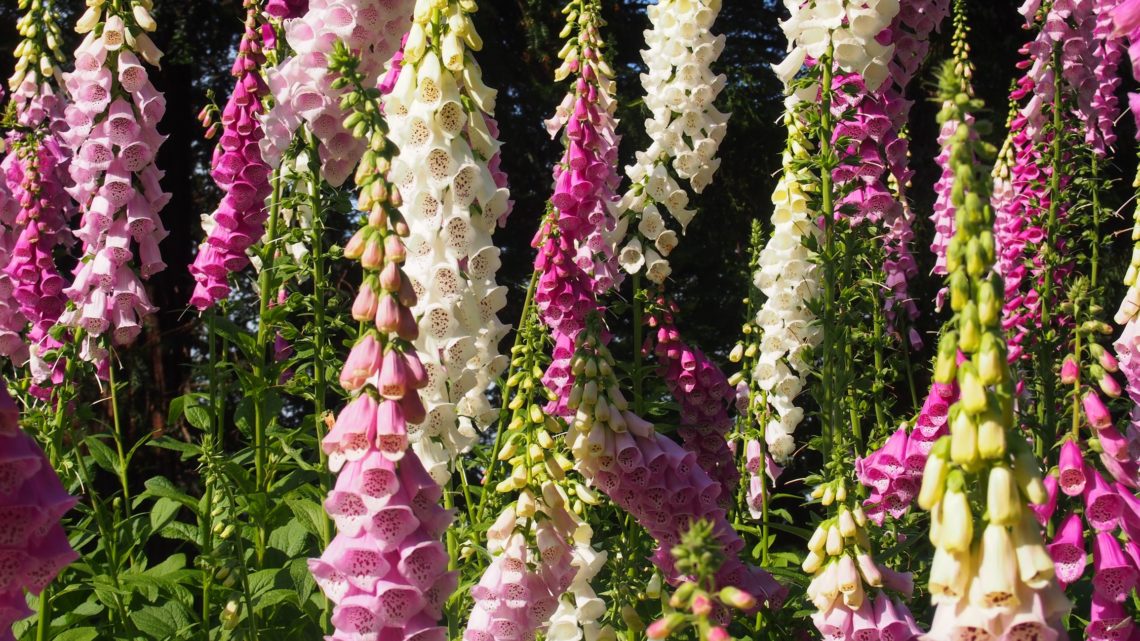 Foxglove 3