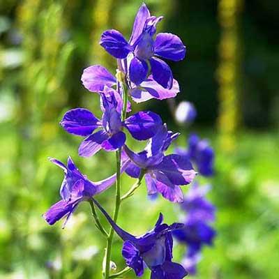 Larkspur delphinium consolida