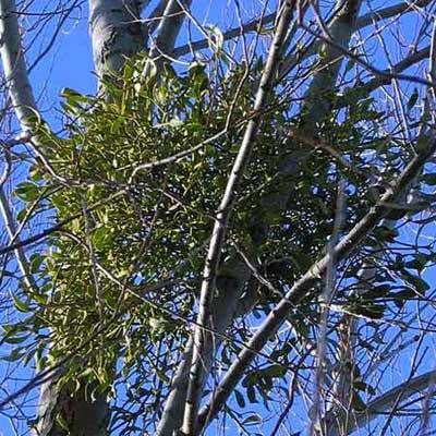 Mistletoe phoradendron flavescens