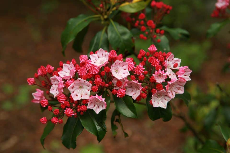 Mountain laurel plants gettyimages 172174547 58b5afb53df78cdcd8a270ef1