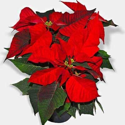 Poinsettia euphorbia pulcherrima