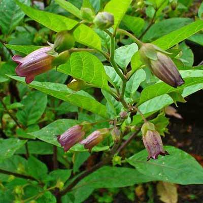 Purple nightshade atropa belladona