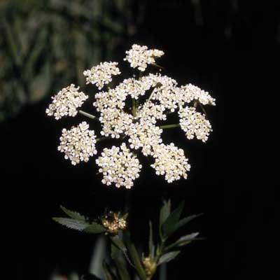 Water hemlock or spotted parsley cicuta maculata