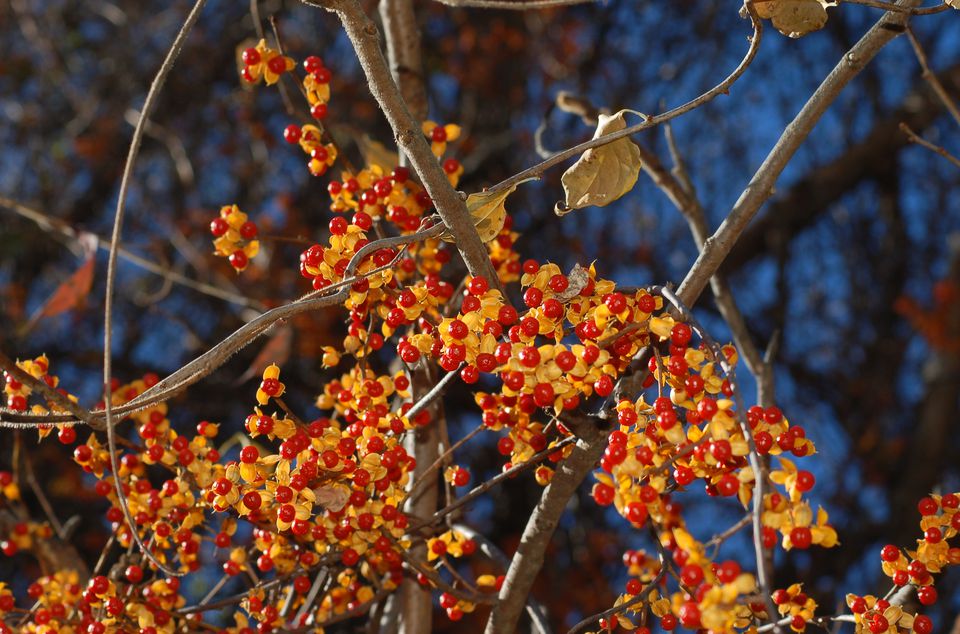 Bittersweet fall berries big 56a5835b5f9b58b7d0dd3dfb1