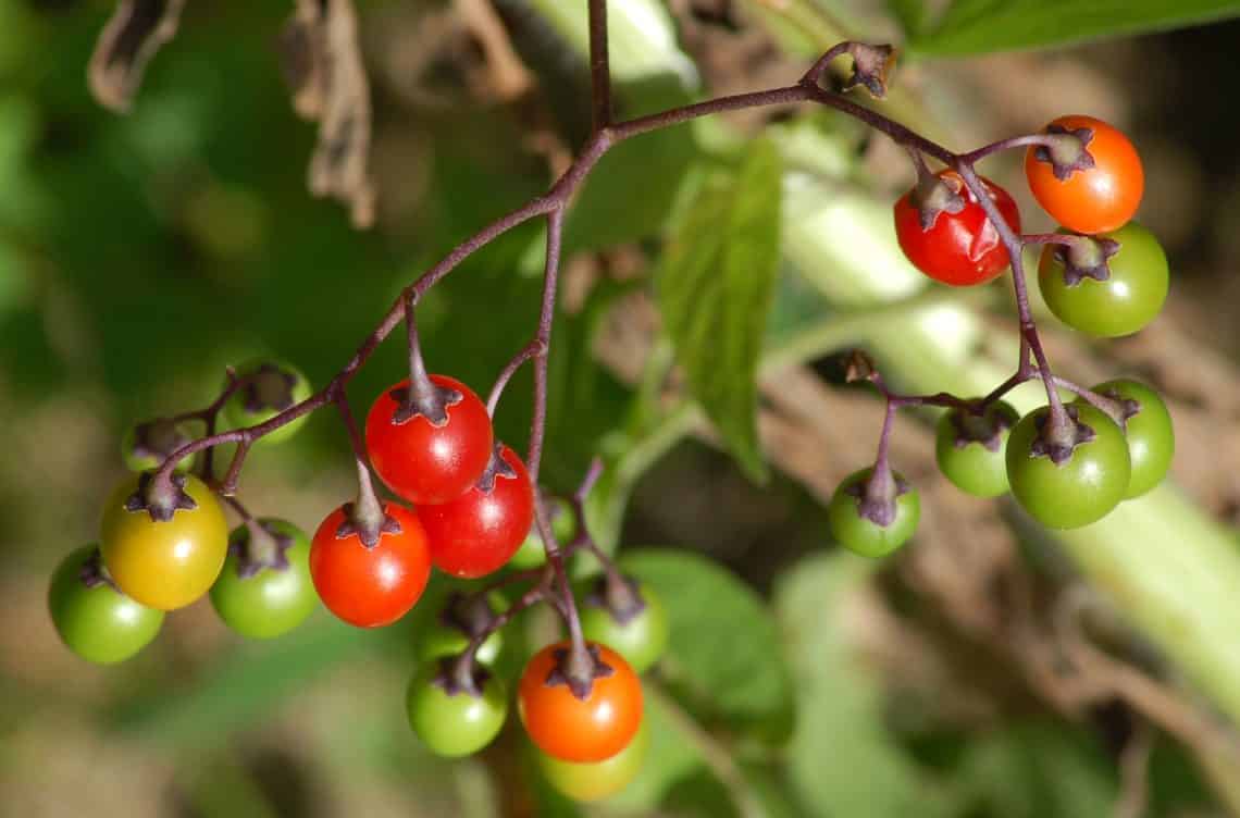 Bittersweet nightshade berries big 56a00fbe5f9b58eba4aeb8f41