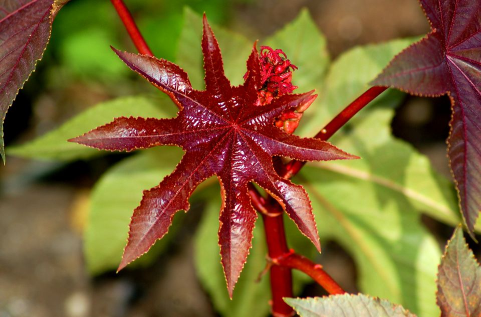 Castor bean w red leaf big 56a587885f9b58b7d0dd45191