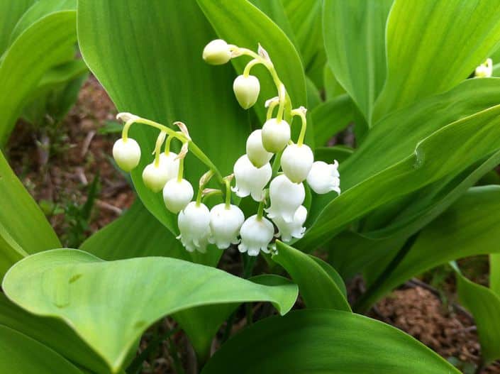 Lily of the valley 463593 1920 588ea8c93df78caebc67134d1