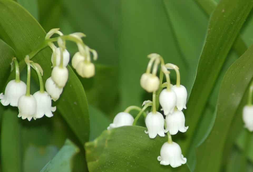 Lily of the valley big 56a5865f5f9b58b7d0dd443a1