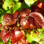 Poisonous garden plants to avoid