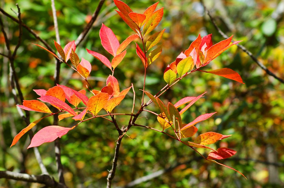 Poison sumac w mixed fall color big 5aef3c42a18d9e00373fd0b31