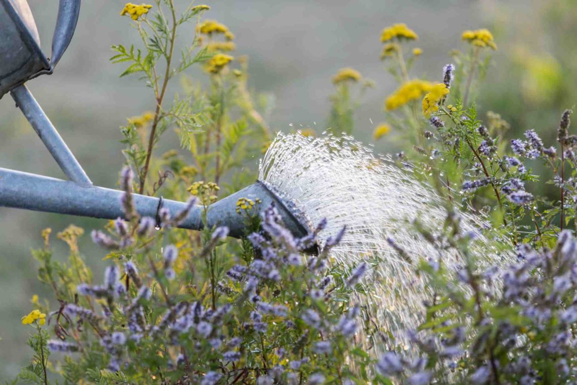 Watering flowers in garden 763173571 5c40afad46e0fb0001b0300b1