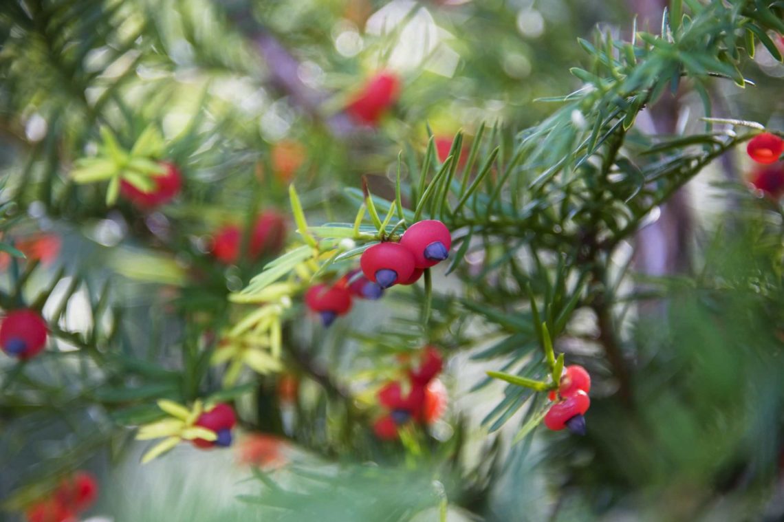 Yew shrub