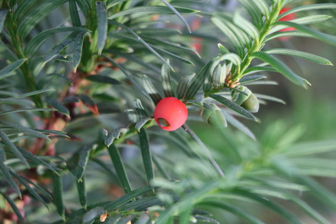 Yew shrub 1506673 1920 588ea2933df78caebc604b7f1