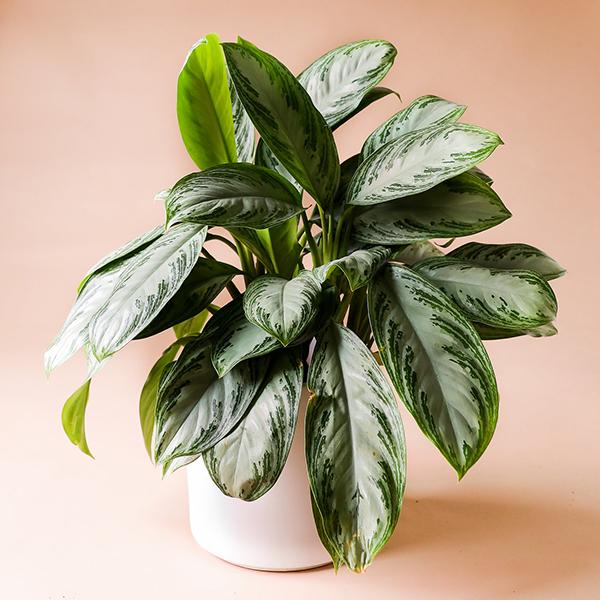 Silver bay chinese evergreen 5n8a3402 web grande