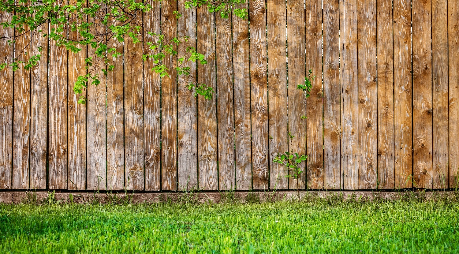 Fresh spring green grass and leaf plant over wood fence background