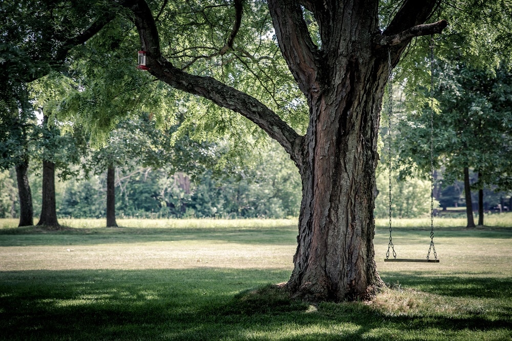 Tree diseased or dead how can i tell how to save it 1 1