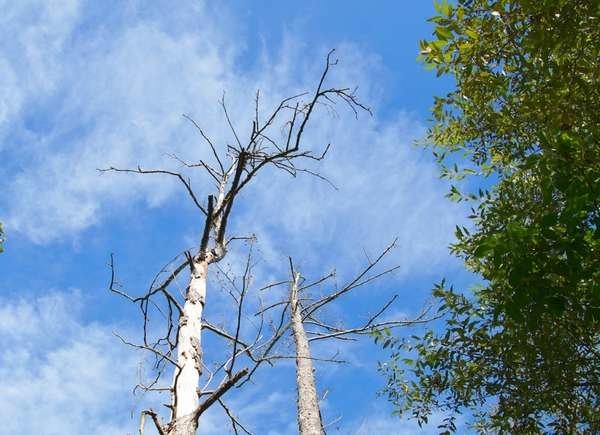 Tree diseased or dead how can i tell how to save it 1