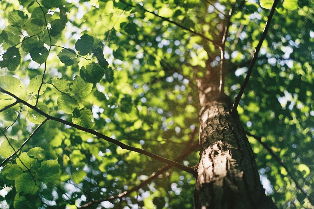 Tree diseased or dead how can i tell & how to save it