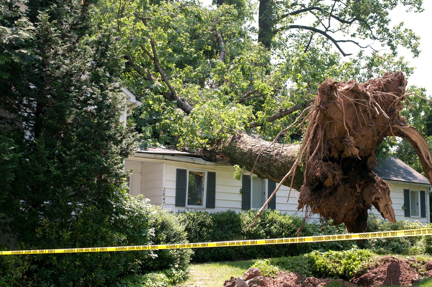 Tree removal tips how to do it safely