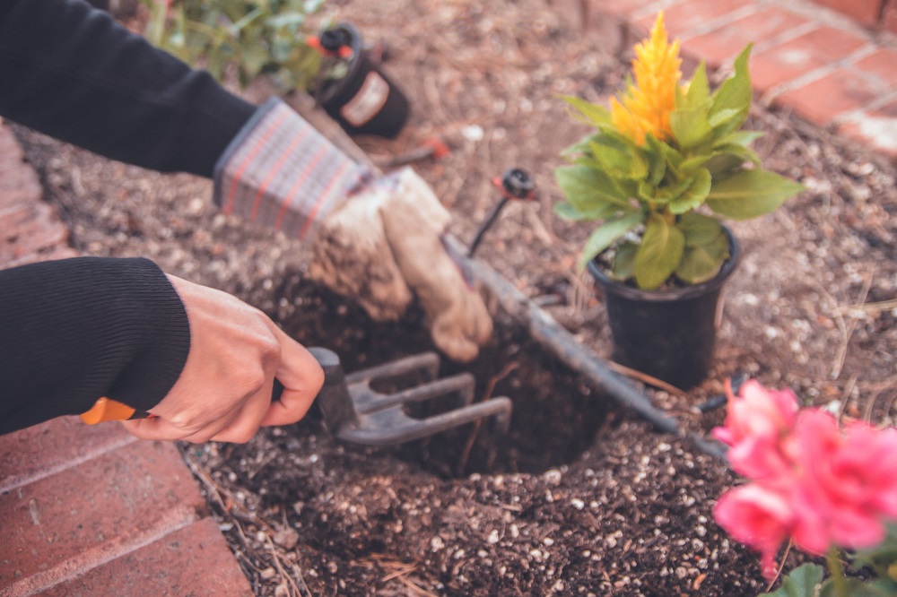 The importance of gardening during the pandemic 3