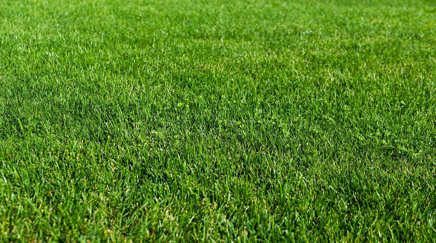 Green grass lawn in the garden, green flooring making concept, football pitch training or golf lawn. Green grass texture background, ground level view. Abstract natural background with selective focus