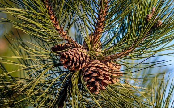 A closeup shot of pine cones hanging on the tree