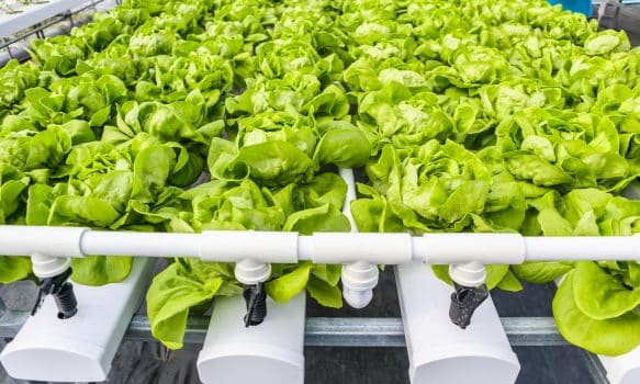 Fresh organic green leaves lettuce salad plant in hydroponics vegetables farm system