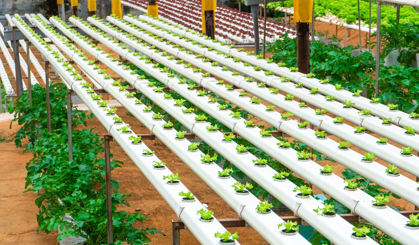 Modern greenhouse for growing salads with irrigation system. Industrial scale of growing plants.