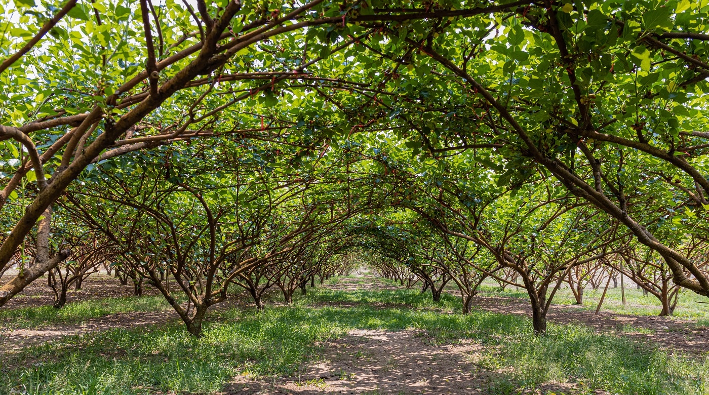 How to kill a mulberry tree