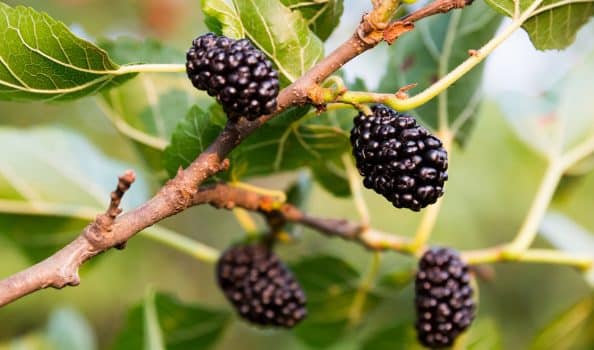 Closeup of mulberries growing on tree