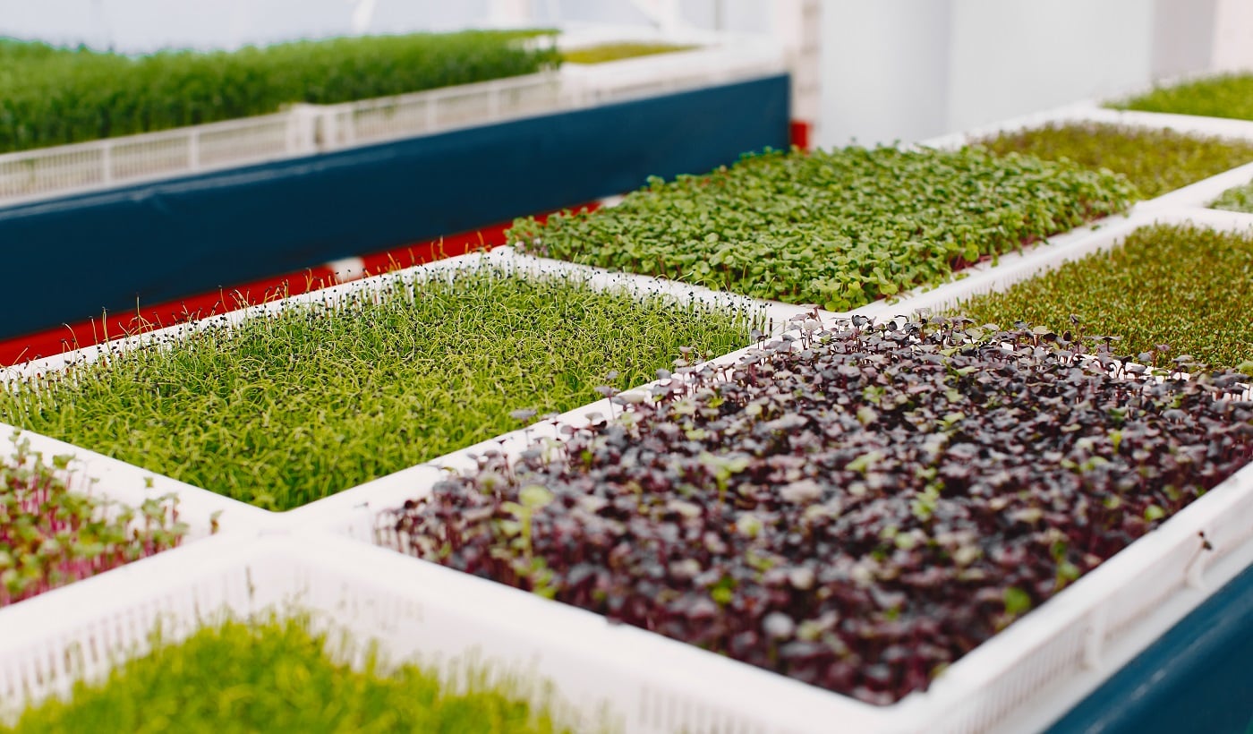 Growing microgreens on table background. Healthy eating concept. Fresh garden produce organically grown as a symbol of health. Microgreens closeup.