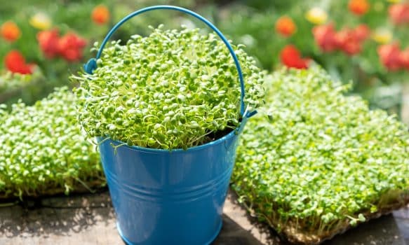 Closeup of sprouted arugula grow on wet linen mat