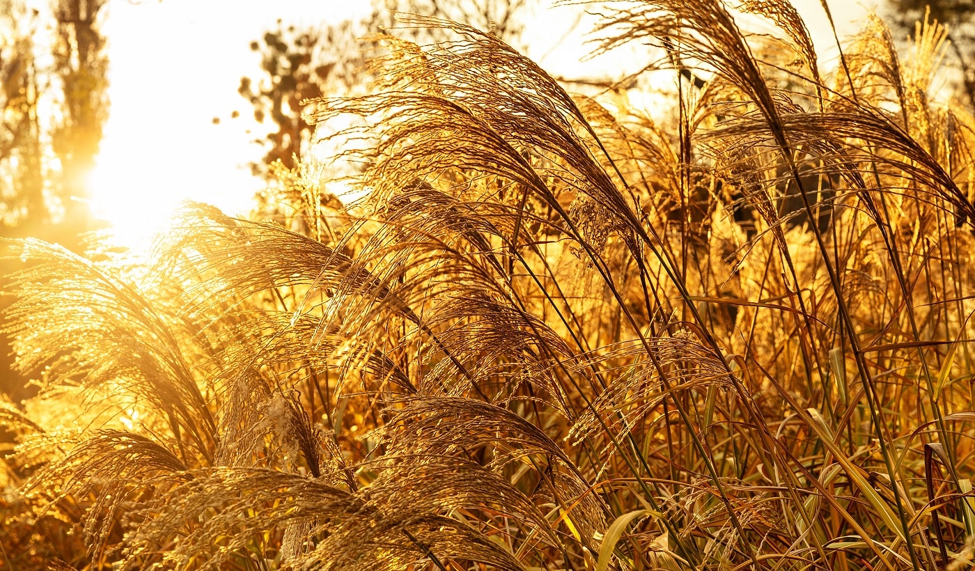 Pampas grass or dry reed in the fall warm rays of sunset. Trendy gold color. Natural background.