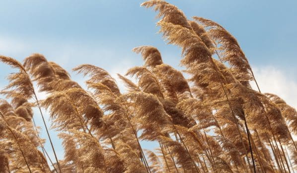 Golden yellow pampas grass closeup, neutral texture. Nature beige reed, cortaderia plant. Dry selloana reeds, autumn landscape. Natural outdoor scene. Botanical decorative beauty