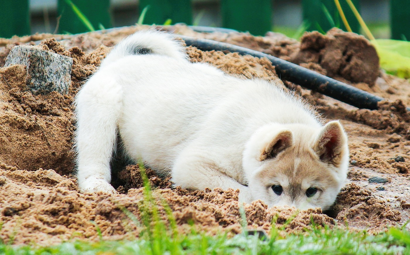 A small west siberian husky puppy digs a hole in the sand. Cute pet playing in the street.