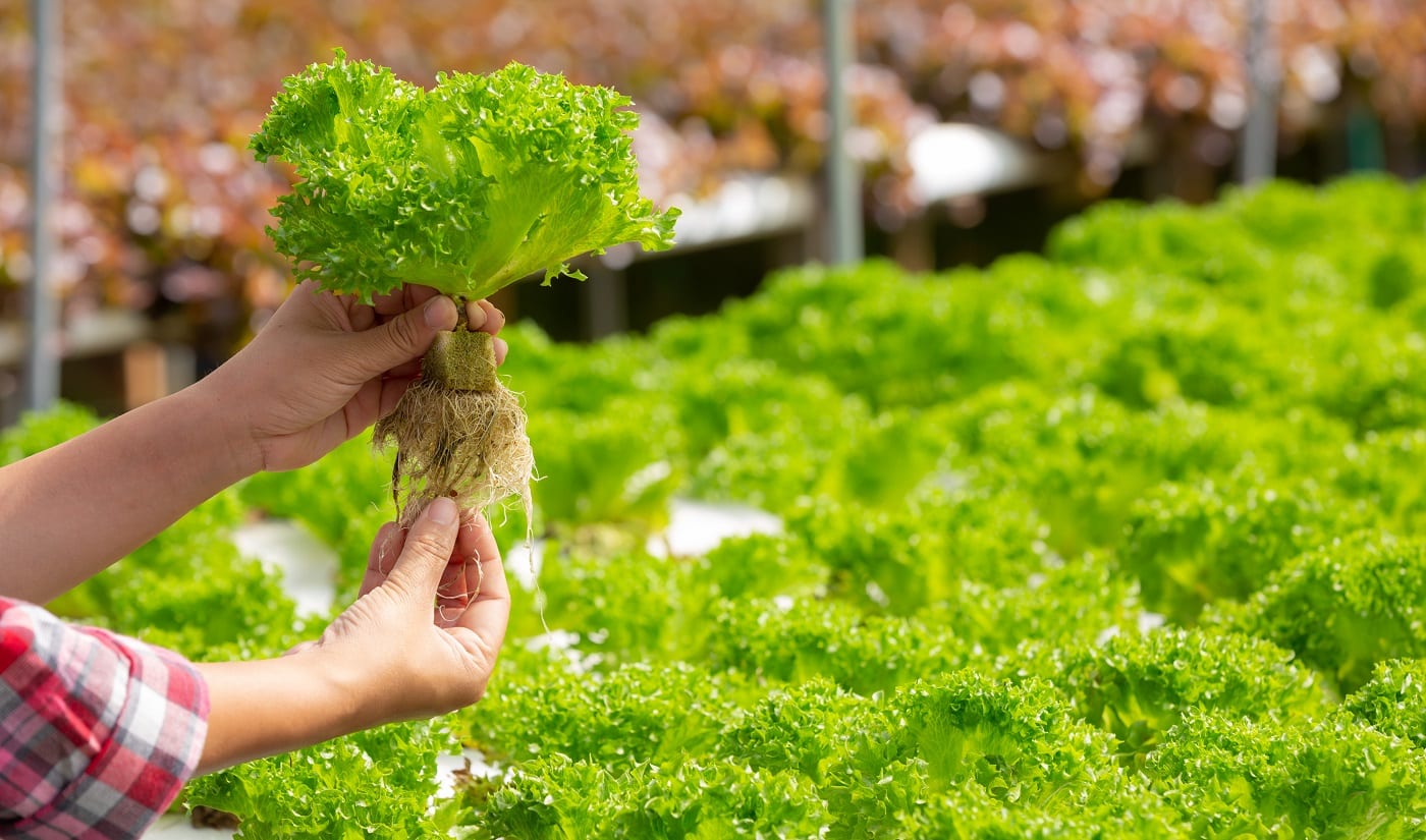 Hydroponics system, planting vegetables and herbs without using soil for health, modern food and agricultural design concepts.