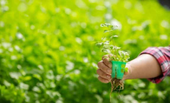 Hydroponics system, planting vegetables and herbs without using soil for health, modern food and agricultural design concepts.