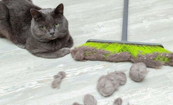 Cleaning cat hair, fur with mop, brush and dustpan