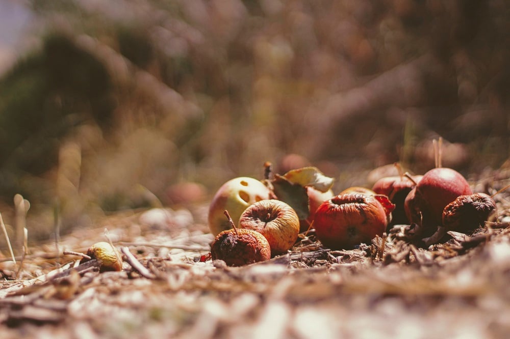 Composting food waste 